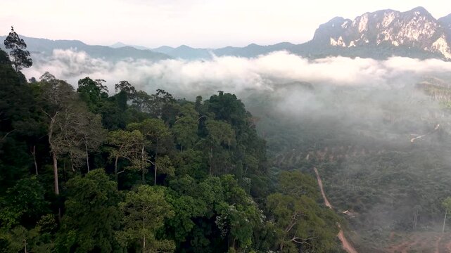 Discover the stunning beauty of Khao Sok National Park, where lush forests meet misty mountains. Experience nature's serenity and regain your sense of adventure in Thailand