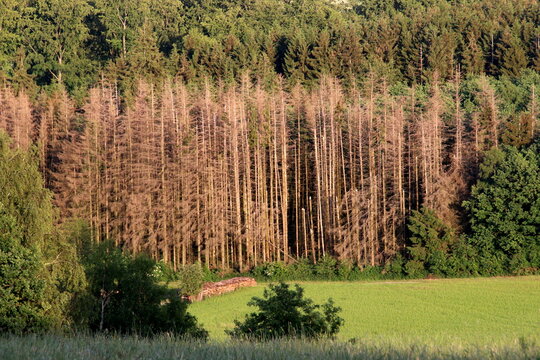 Abgestorbene Fichten