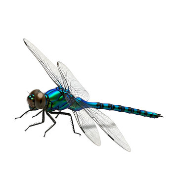 Close up of a Vibrant Blue Dragonfly Resting on a White Background
