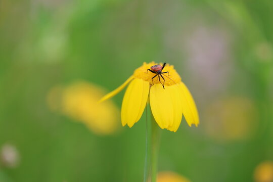 Vibrant Life: Firebug (Pyrrhocoris Apterus) on a Yellow Daisy