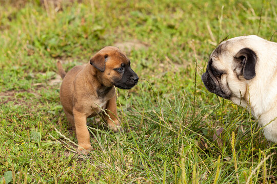 cute bastard malinois puppy and bullmastiff playing with pug puppy