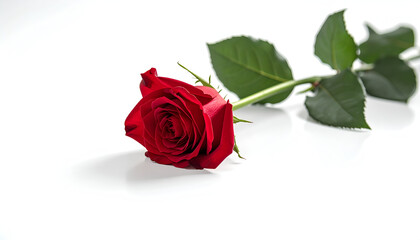 Naklejka premium A vibrant red rose lies gracefully on a white surface, showcasing its intricate petals and lush green stem.