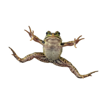 A single brown frog captured hyperrealistically mid-leap, showing wet mottled skin and splayed extended limbs, isolated on a transparent background. Dynamic motion study