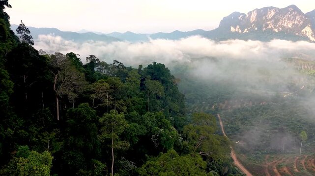 Immerse in the breathtaking beauty of Khao Sok National Park Thailand, where misty mountains meet vibrant forests. Discover rich biodiversity and tranquil vibes in this tropical paradise.