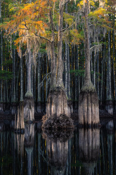 Reflection of Bald Cypress in water at George L Smith Park Georgia