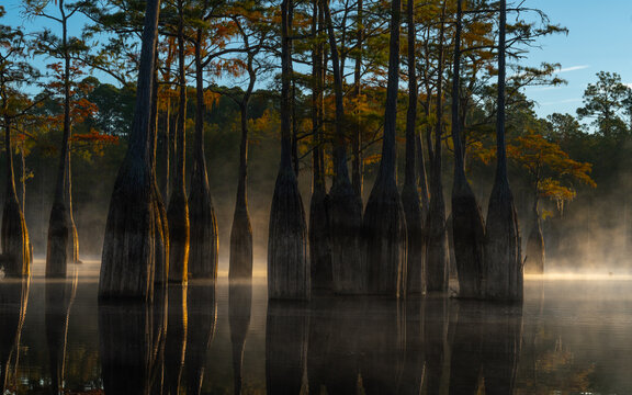 Cypress trees with morning mist at George L Smith Park Georgia