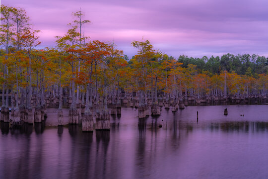 Pink sunrise over cypress tress at George L Smith Park Georgia