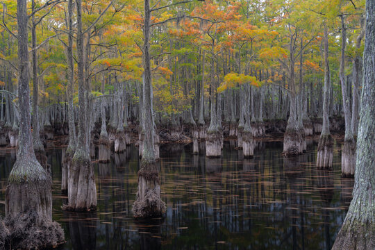 Cypress trees with flowing water at George L Smith Park Georgia