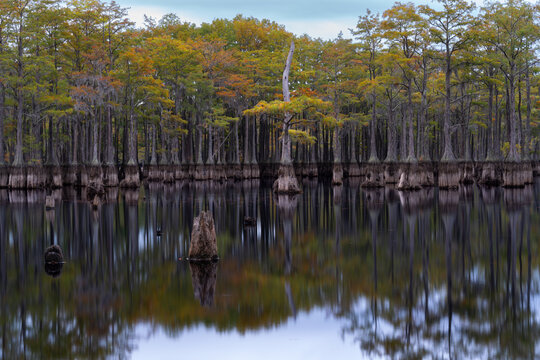Cypress trees at George L Smith Park Georgia
