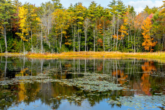 Bright fall trees reflected in a pond in Maine