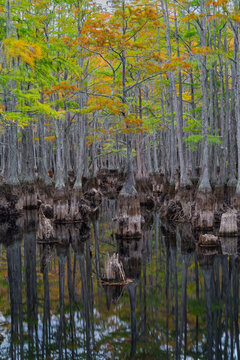 Cyress trees with reflection at George L Smith Park in autumn