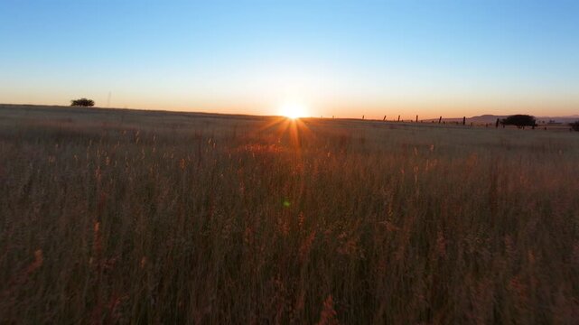 Stunning golden sunset casting warm light over expansive rural grassland with tall wild grasses swaying gently. Wooden fence posts line the horizon with scattered trees silhouetted against clear sky.