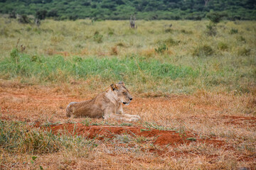 Fototapeta premium Lioness (Panthera leo) resting in African savanna