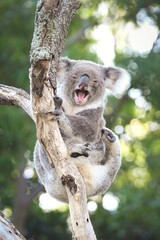 Friday Feels with this cheeky koala © Sheridan