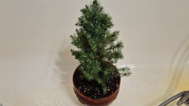 Watering a potted fir tree with a shower head in the bathtub for a propper hidration.
