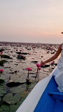 Witness the enchanting sight of red lotus flowers blooming across Lake Nong Harn at sunset in Udon Thani, Thailand. This tranquil landscape invites peace and reflection.