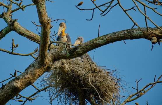 Greater Adjutant Stork with chick in nest on a tree at Kaziranga National Park in Assam, India