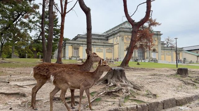 奈良 東大寺大仏と鹿 世界遺産と日本の伝統文化を感じる美しい風景動画