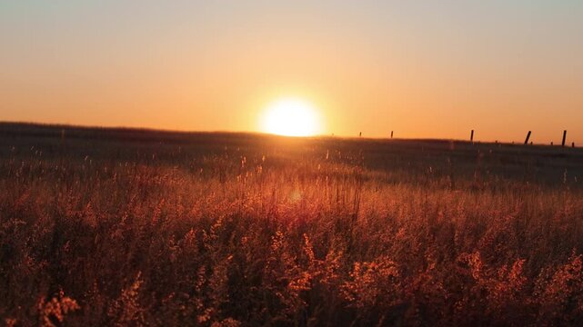 Warm golden sunset illuminates wild grass field in rural countryside. Sun descends behind distant horizon as tall dried vegetation glows in orange light with wooden fence posts silhouetted.
