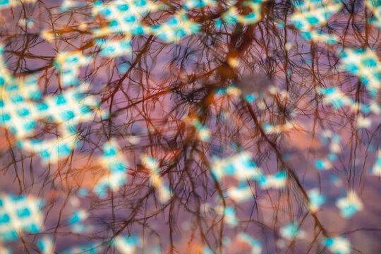 Abstract water reflection displaying bare tree branches and a dynamic pattern of dappled light in vibrant teal, orange, and purple tones, creating a vivid background and natural texture