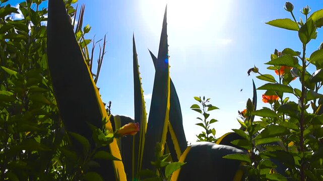 American Agave Plant and Hibiscus Flowers Swaying in the Wind