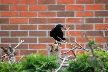 Obraz premium Black Crow Perched on Tree Stump Carrying Nesting Material in Beak Against Brick Wall