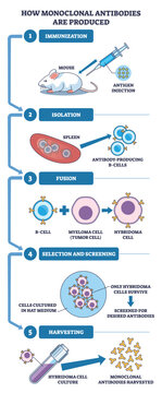 Monoclonal antibody production flow shows immunization, B cell and myeloma fusion, screening and harvest, main objects, mouse, syringe, cells. Outline diagram