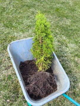 Green plant in the garden. A thuja with roots lies in a wheelbarrow; replanting trees and shrubs in the garden in spring.