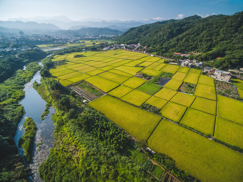 Aerial View of Paddy Field - Ripening of paddy field birds eye view use the drone in morning, shot in Guanxi Township, Hsinchu, Taiwan.