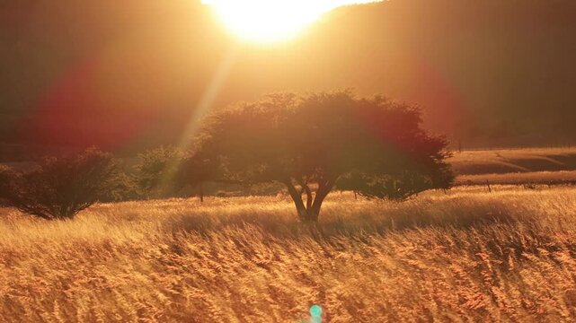 Warm golden sunset illuminates a vast savanna grassland with a silhouetted acacia tree standing majestically. Sun rays create beautiful lens flare over dry golden grass swaying gently in the breeze.