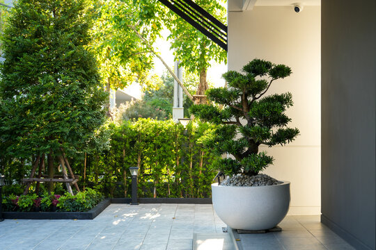 Podocarpus polystachyus is a medium-sized evergreen tree, planted as an ornamental tree in potted gardens and along fences.