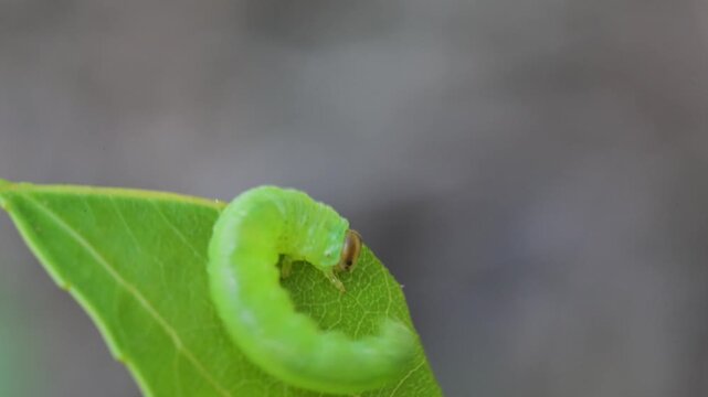 sawfly larva (Cimbex sp.) , insect larva moves its body and defecates, dropping, sawfly larva , insect,  larva moves its body and defecates, Ticino River, Italy
