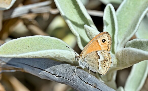 The endemic Coenonympha thyrsis, Crete