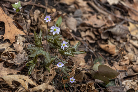 Close up view of uncultivated sharp-lobed hepatica wildflowers (hepatica acutiloba) blooming in a woodland ravine in spring
