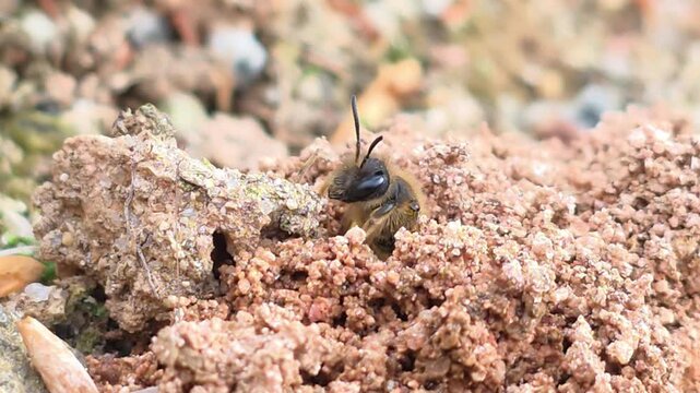 
Ground Bee Peeking Out    (Individual E) Part 3 - Half Emerged

