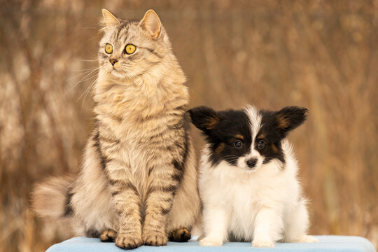 Cat and papillon puppy sitting together