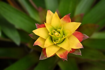 Fototapeta premium Vibrant yellow-and-red bromeliad rosette in close-up, with layered, star-shaped leaves forming a striking tropical pattern against a soft green background.