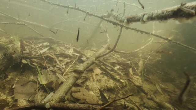 Underwater footage of tadpole shrimp (Lepidurus apus) swimming along the bottom of a temporary vernal pool. Natural light highlights its shield-like carapace, slow movements, and natural habitat.