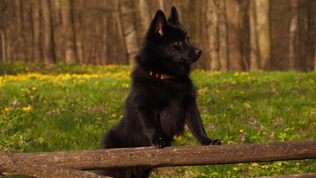 Black Schipperke Dog Standing on Wooden Fence Spindle Outdoors