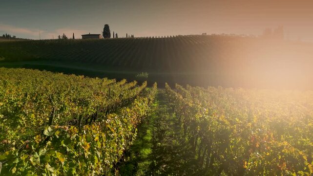 A flight through the vineyards of Tuscany, in Chianti classico area, at sunset on the hills near Florence. Rows of Italian vineyards in autumn at sunset. Italy