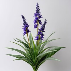 Fototapeta premium Purple floral plant with long green leaves on neutral background
