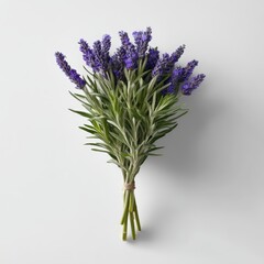 Fototapeta premium Fresh lavender bouquet tied with string isolated on white background