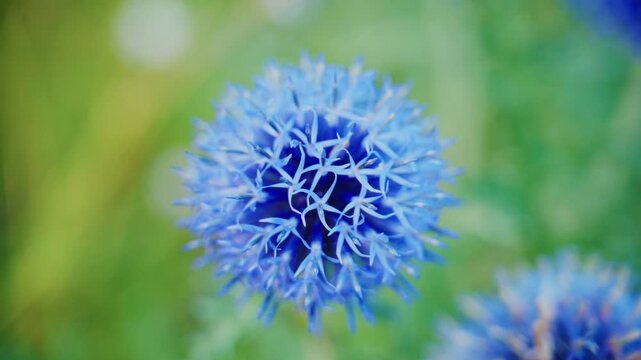 Blue globe thistle blooms close-up. Soft bokeh background with green grass. Nature's delicate textures in focus. Perfect for calm, natural, or floral-themed projects