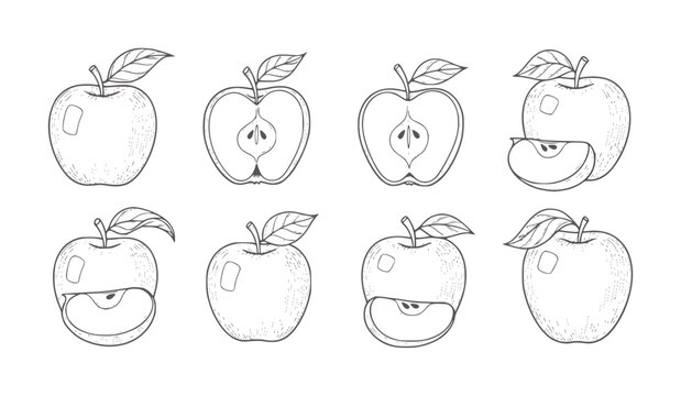 Hand drawn apple showing whole fruit halves and slices food half