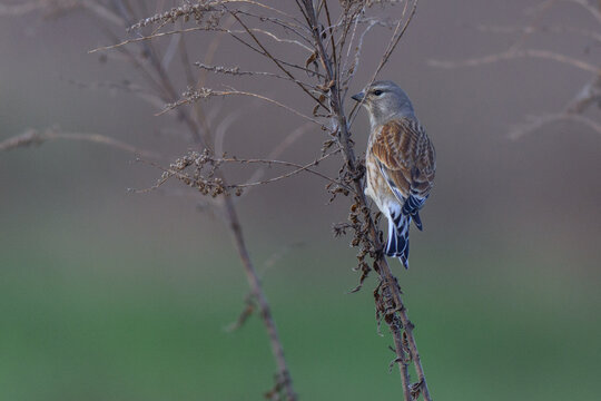linnet perched gracefully on a slender dry brown plant stem
