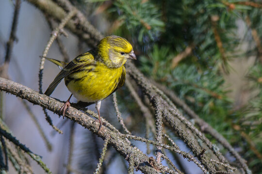 European serin in the forest