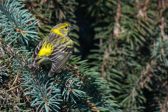 eurorean serin perched on a green coniferous tree branch in forest