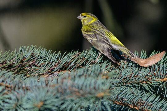 European Serin in the forest