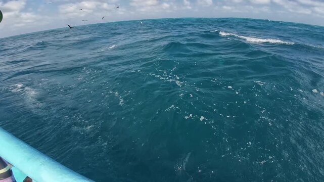 Intense footage of a local fisherman using handline techniques on a small boat, surrounded by a feeding frenzy of seabirds.