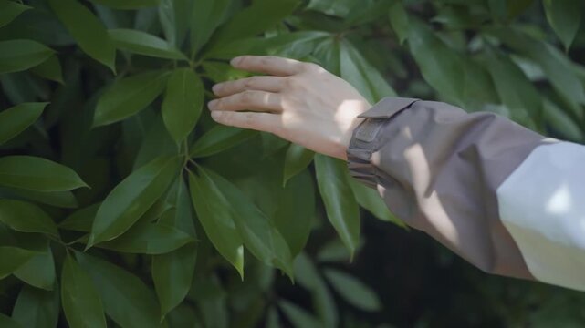 Young hiker girl biologist ecologist hand touching lush tree leaves outdoor feeling and connecting with nature in forest, harmony calm relaxation, save earth green planet, outdoor adventure woods
